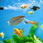 osmosis acuario